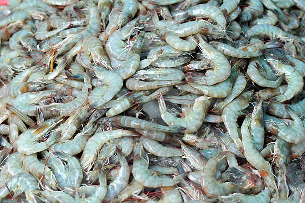 istock Fresh shrimp in the market 522604281