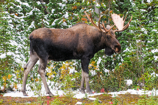 Wild Canadian Bull Moose with Antlers on a parkway roadside in the Snow in Autumn.