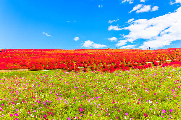 istock Field of cosmos flowers under the sky 522604889