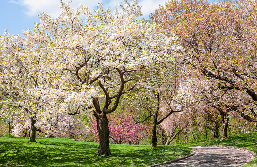 The intense colors of spring explode among the blossoming flowers of a cherry tree. Wide angle image in high definition quality.