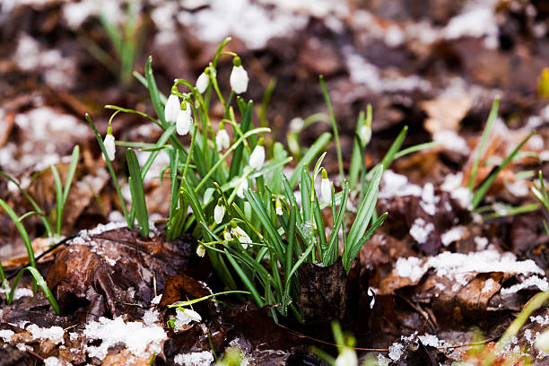 istock snowdrops  under the snow. flowers blooming in winter 522620226