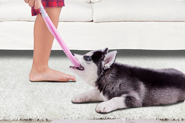 istock Funny husky dog biting a sock 522620262