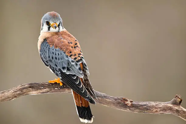 Kestrel with soft background