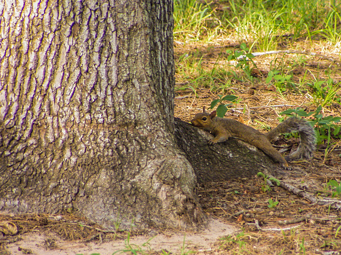 Root Squirrel Squirrel Hugging A Tree Root Stock Photo - Download Image Now - Animal ...