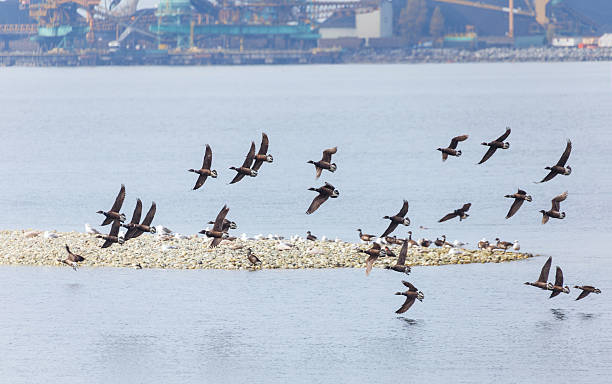 istock Swarm of Brant 522620668