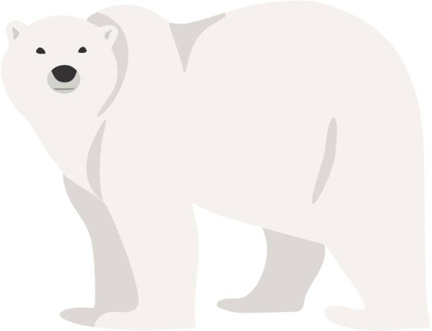 ilustraciones, imágenes clip art, dibujos animados e iconos de stock de oso polar ilustración dibujado a mano estilo plano, - polar bear bear vector mammal