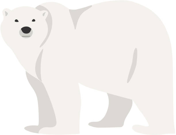 Polar bear hand drawn illustration, flat style Hand drawn illustration of polar bear isolated on white. Walking or standing polar bear, side view. Flat style polar bear snow bear arctic stock illustrations