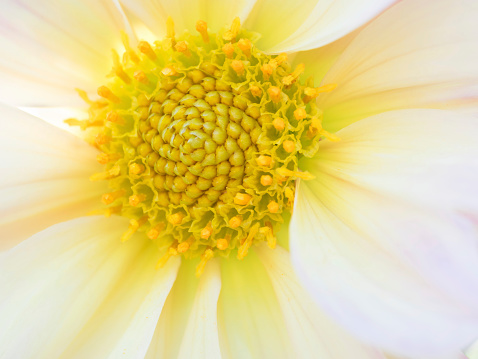 Center of the beautiful dahlia