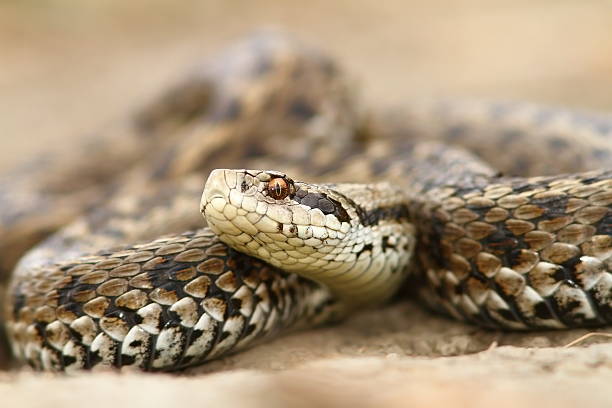 istock closeup of meadow viper 522621419
