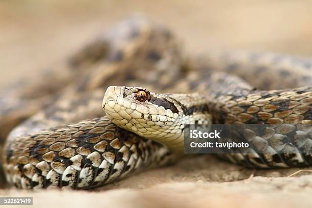 Closeup Of Meadow Viper Stock Photo - Download Image Now - Adder, Aggression, Animal