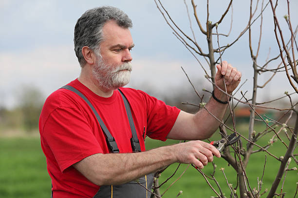 landwirtschaft, stutzen im orchard - lopper stock-fotos und bilder