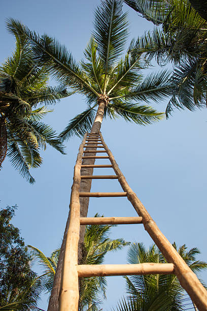 istock Ladder to coconut palm tree top 522621936