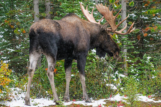 wild alce canadese (alces alces) - canada moose winter snow foto e immagini stock