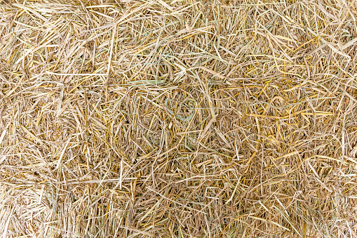 Texture of hay on ground.