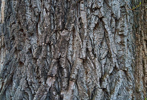 Populus is a genus of 25 – 35 species of deciduous flowering plants in the family Salicaceae, native to most of the Northern Hemisphere.