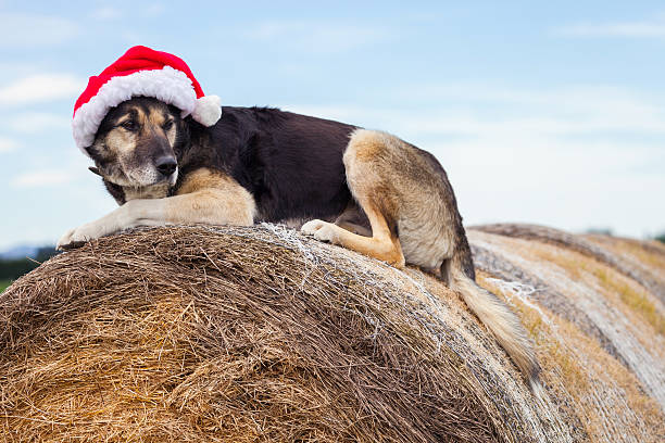 istock Christmas farm dog wearing Santa hat 522623399