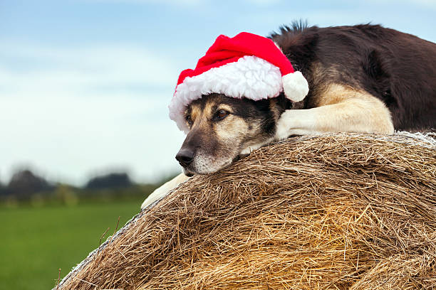 Christmas farm dog wearing Santa hat