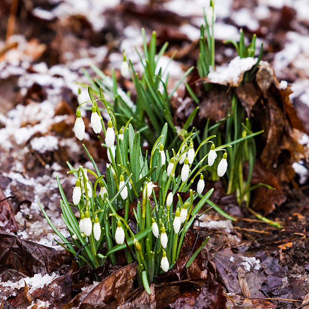 istock snowdrops  under the snow. flowers blooming in winter 522623936