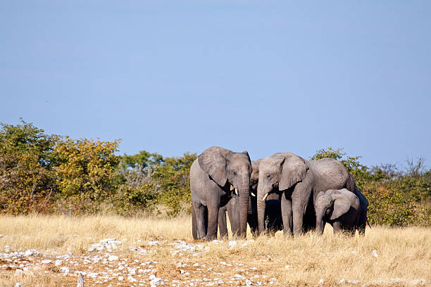 Family of Elephants