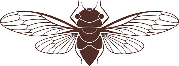 Cicada (EPS) + ZIP - alternate file (CDR) cicada stock illustrations