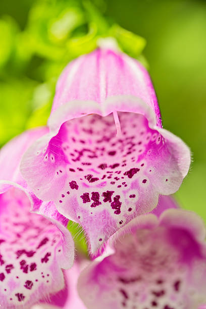 istock Foxglove, purple bell flower, close up 522624481