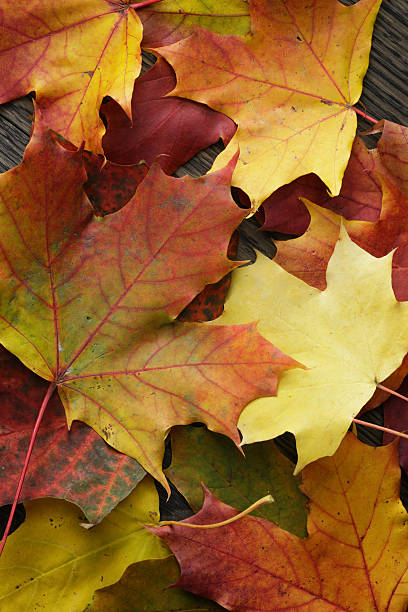 istock autumn maple leaves on old oak table 522624599