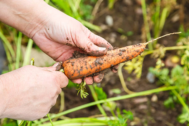 istock Female hand holding young carrot 522624728