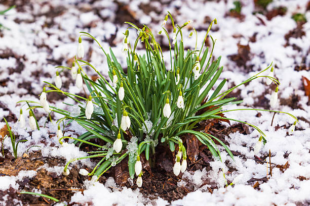 istock snowdrop, Galanthus nivalis. first spring flowers, snowdrops in 522624850