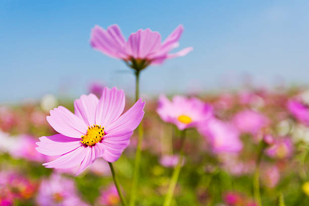 istock Cosmos Flowers in the Garden 522625064