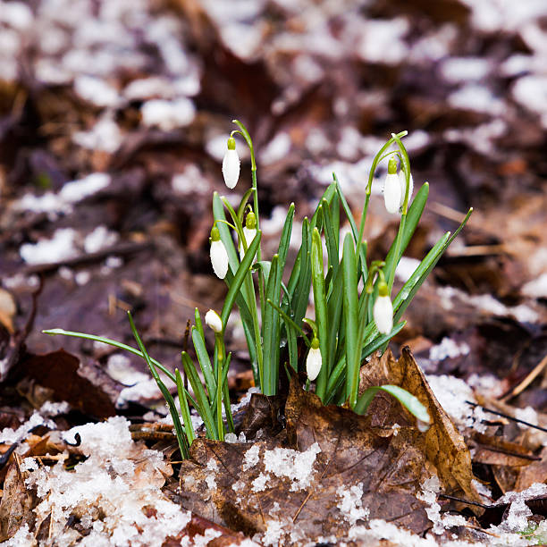 istock snowdrop, Galanthus nivalis. first spring flowers, snowdrops in 522625144