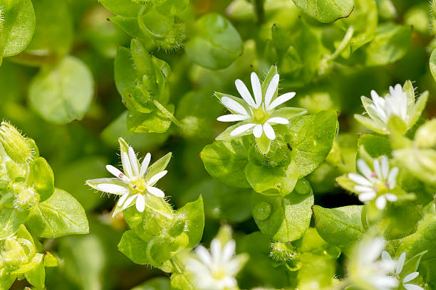 White Stellaria Media Flowers Macro of white Stellaria media flowers (chickweed) under the soft spring sun stellaria media stock pictures, royalty-free photos & images