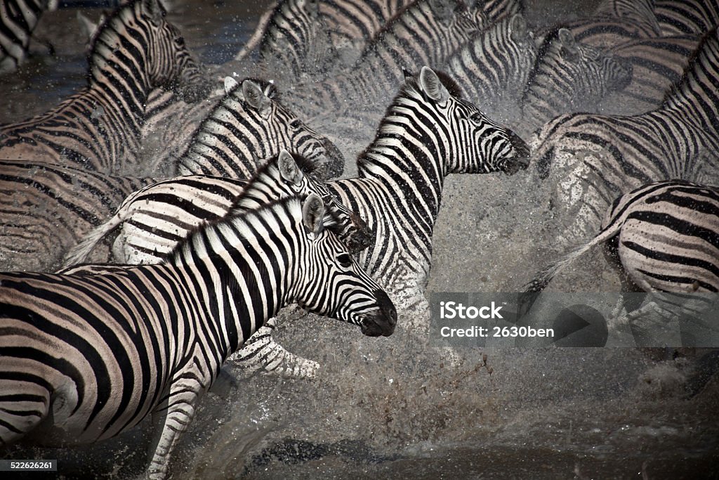 Running Zebras Herd Stock Photo