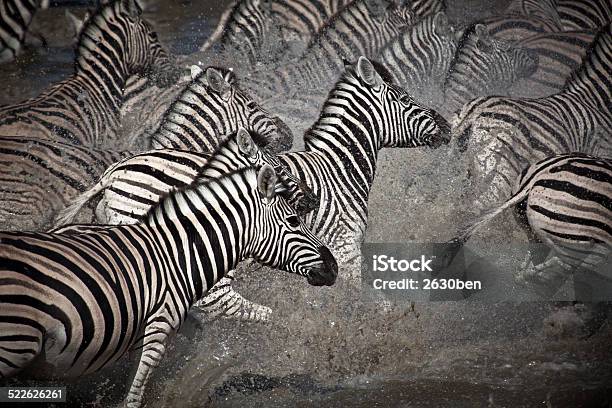 Running Zebras Stock Photo - Download Image Now - Herd, Running, Zebra