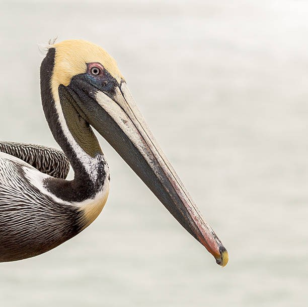istock Brown Pelican Close-Up View 522626356