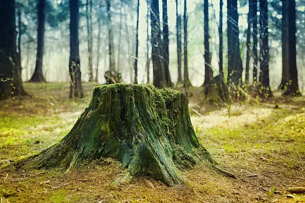 Photo of Old tree stump covered with moss in the coniferous forest