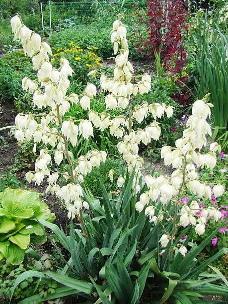 garden Yucca tree is a prominent evergreen tree