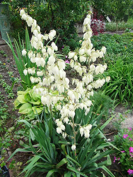 garden Yucca tree is a prominent evergreen tree