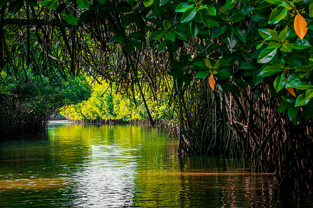 mangrove forest with reflection mangrove forest with reflection, greenish mangrove forest, river, lake mangrove forest photos stock pictures, royalty-free photos & images