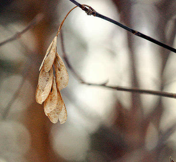 Maple seeds stock photo