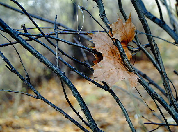 maple leaf stock photo