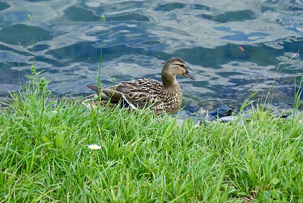istock Female duck by water 522629016