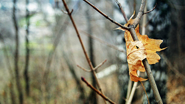 maple leaf stock photo