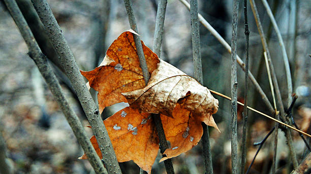 maple leaf stock photo