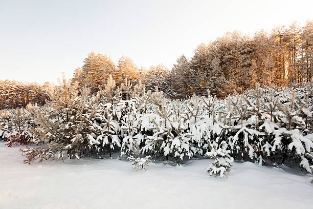 kiefern, die mit schnee bedeckt - pinaceous stock-fotos und bilder