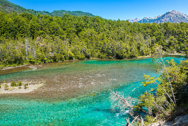 menendez fiume los alerces parco nazionale in patagonia, argentina - larch tree foto e immagini stock