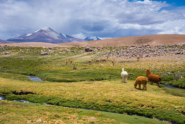 istock Vicunas and alpacas grazing, Las Vicunas National Reserve (Chile) 522631412