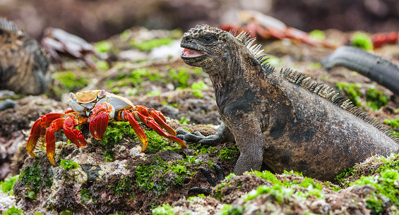 The Marine Iguana (Amblyrhynchus cristatus) on the stony lava coast. Galapagos island. Ecuador