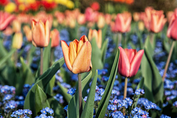Orange and red tulips and forget-me-not flowers planted stock photo
