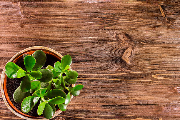 istock plant on  a wooden background 522633950