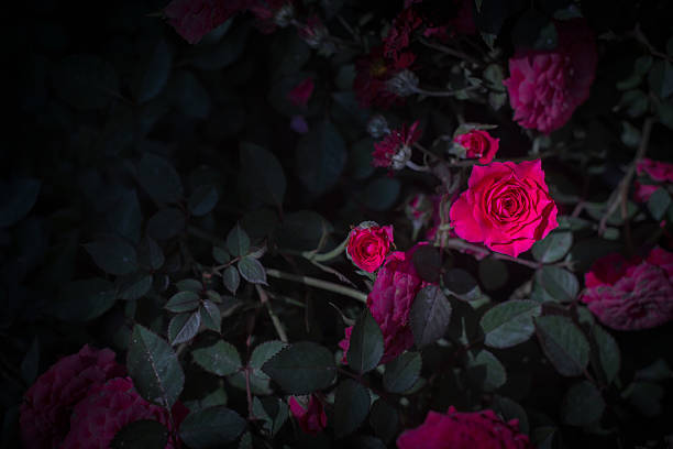 istock Beautiful red roses in the darkness. 522635030